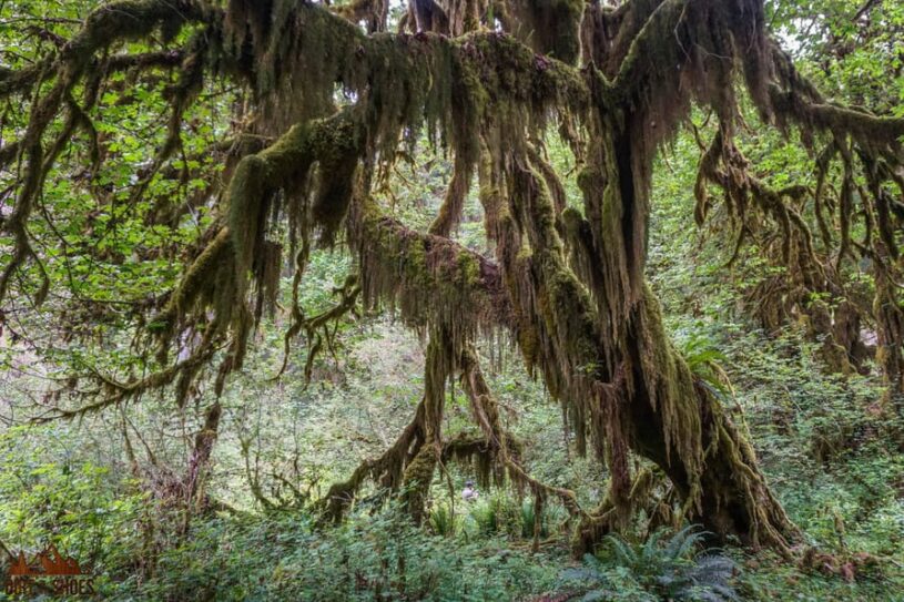 Hall of Mosses in Olympic National Park