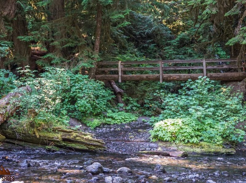 Best short hikes in olympic national park shop