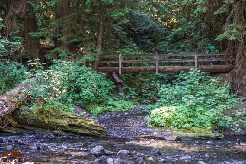 Marymere Falls Trail in Olympic National Park