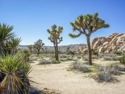 Joshua Tree Hidden Valley Trail || Exploring Joshua Tree || Exploring the National Parks Podcast