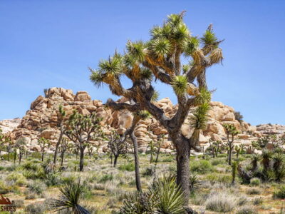 Joshua Tree Barker Dam Trail || Favorite Winter Parks || Exploring the National Parks Podcast