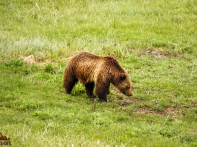 Bear in Yellowstone National Park