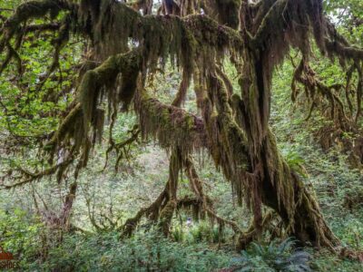 Hall of Mosses in Olympic National Park