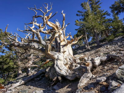Bristlecone Pine Tree in Great Basin National Park