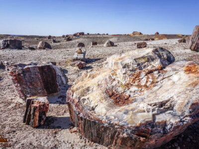 Crystal Forest in Petrified Forest National Park