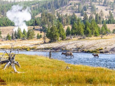 Elk crossing river near Grand Prismatic Overlook Trail in Yellowstone National Park
