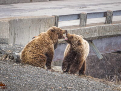 Grizzly Bears on Road in Denali National Park