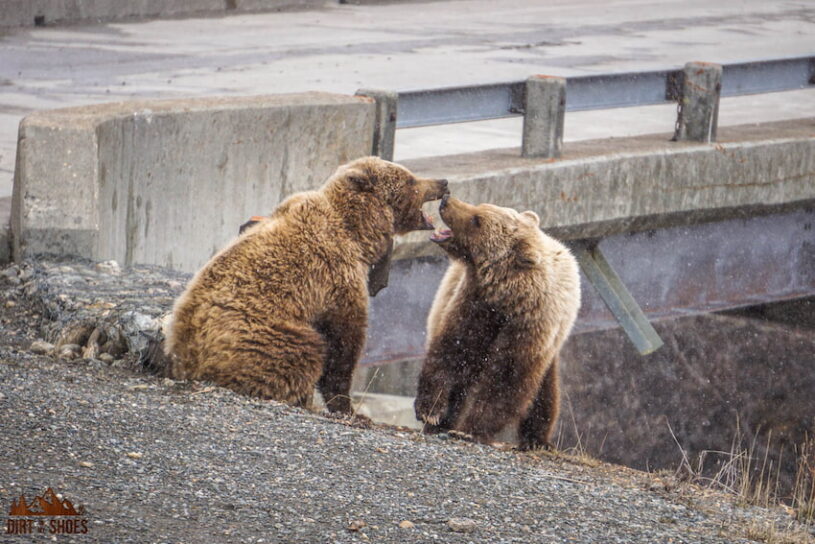 Grizzly Bears on Road in Denali National Park
