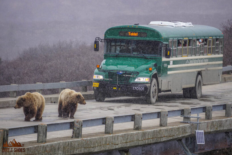Bear Riding Bus Bear Safety Tips!