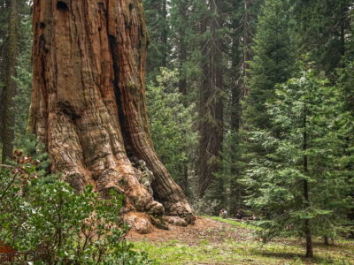 General Grant Tree in Kings Canyon National Park | Dirt In My Shoes