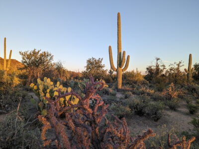 Saguaro Nature Trail in Saguaro National Park