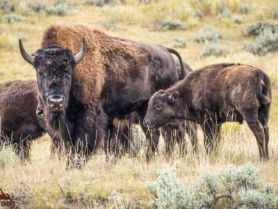 Bison in Lamar Valley in Yellowstone National Park