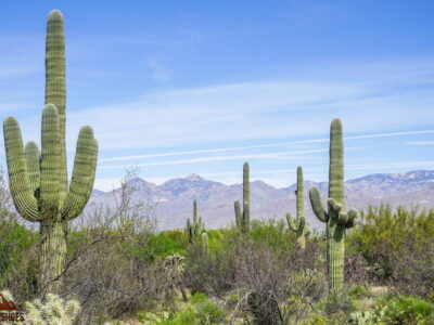 Mica View Trail in Saguaro National Park