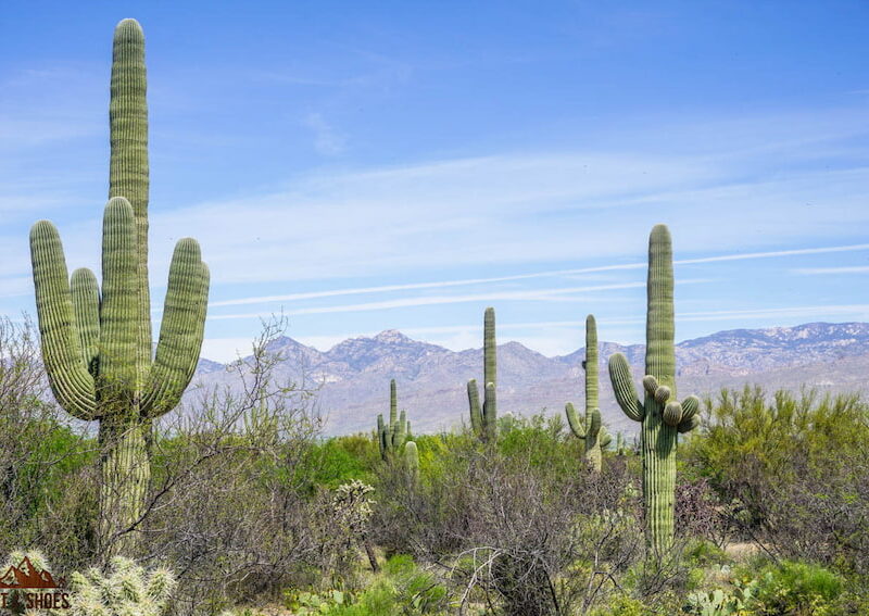 cactus cap Cacti Hats